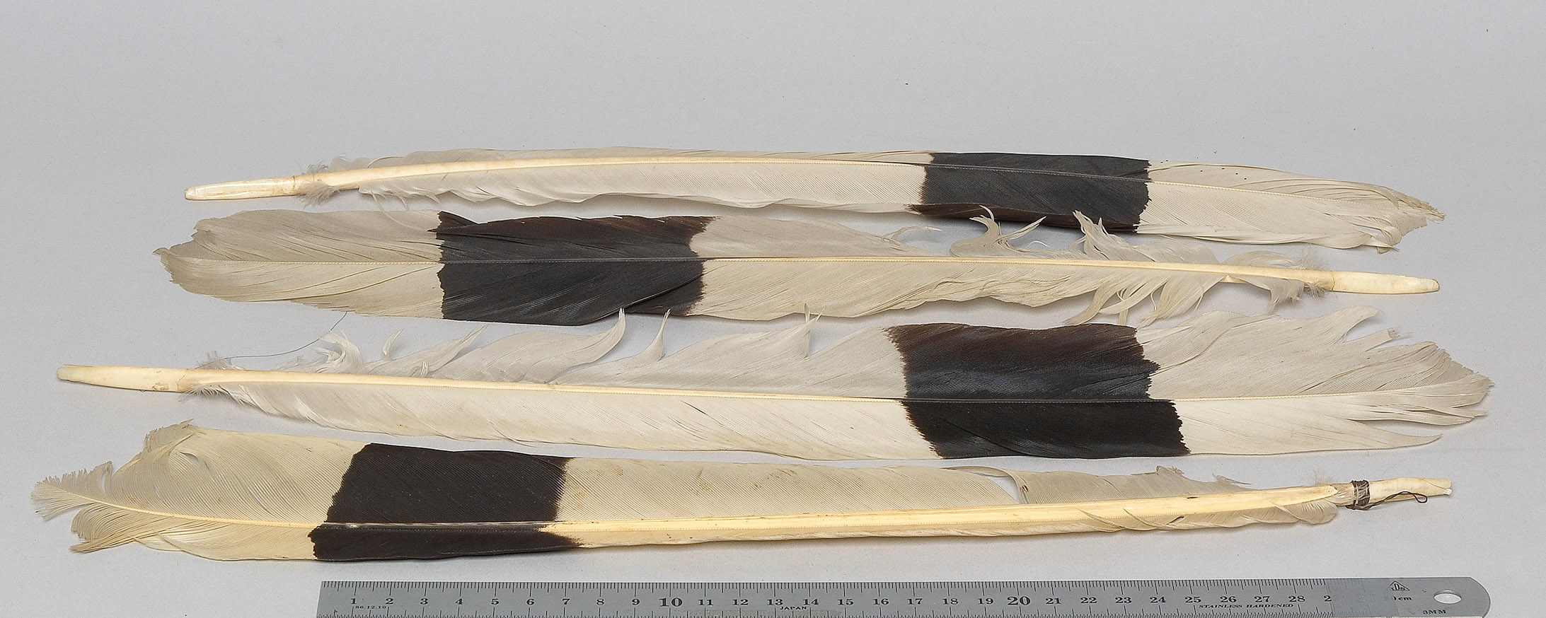 feathers