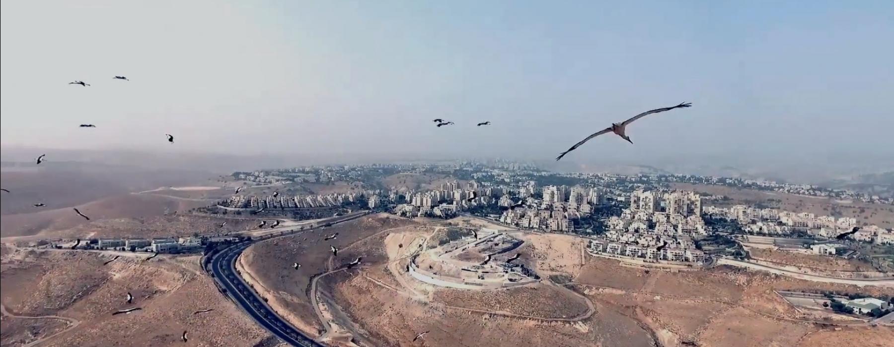 As Birds Flying