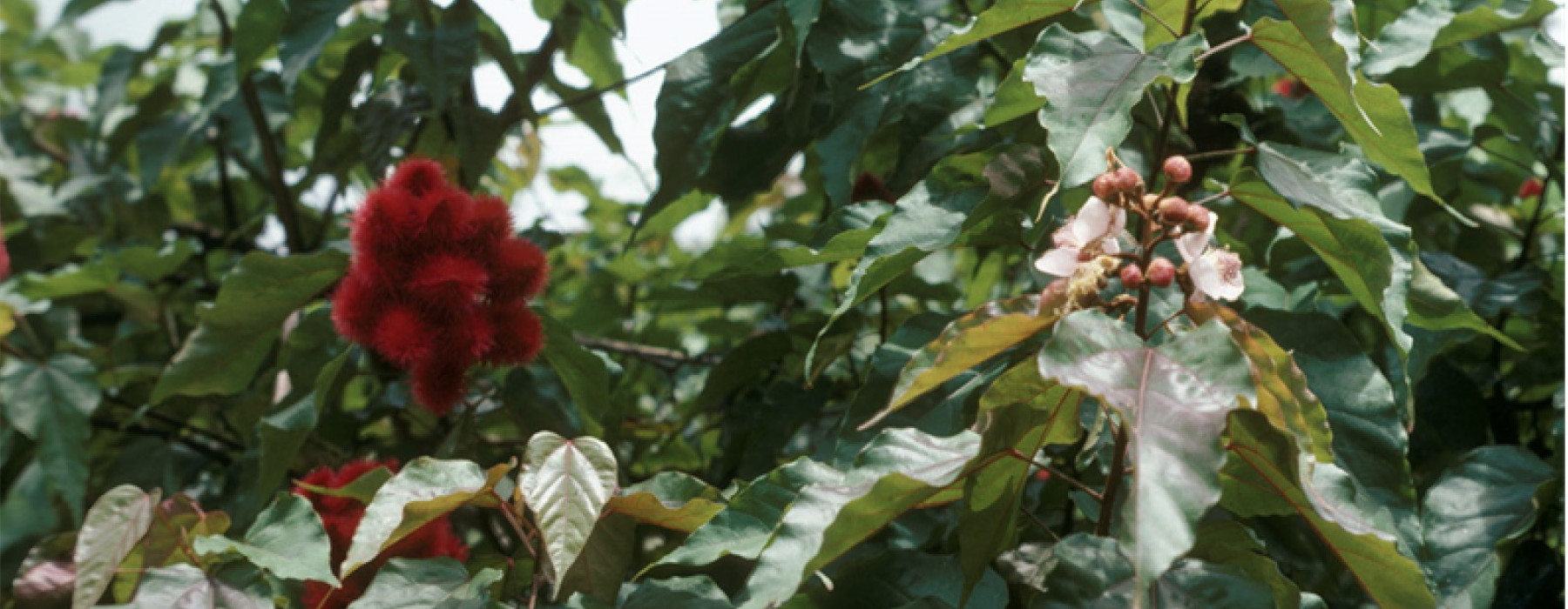 Achiote