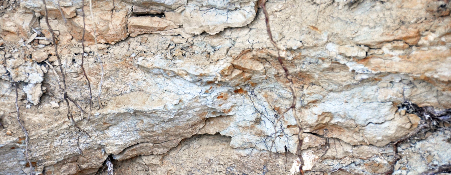 James St.John, Weathered claystones (Pekin Formation, Upper Triassic; Boren Clay Pit, Gulf, North Carolina, USA) 7