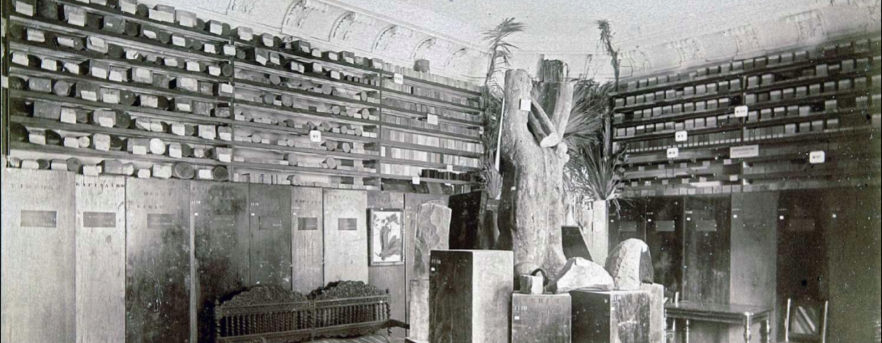 Permanent display of the wood herbarium in the Colonial Museum, Haarlem, 1871–1923. 