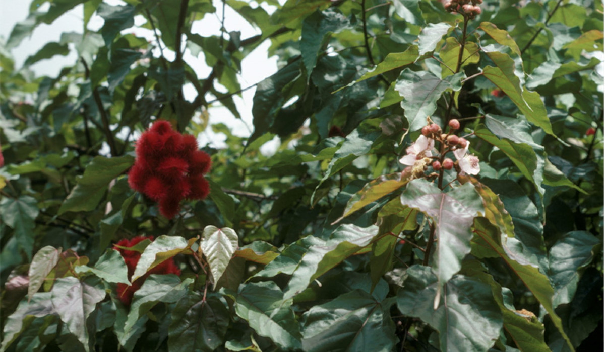 Achiote