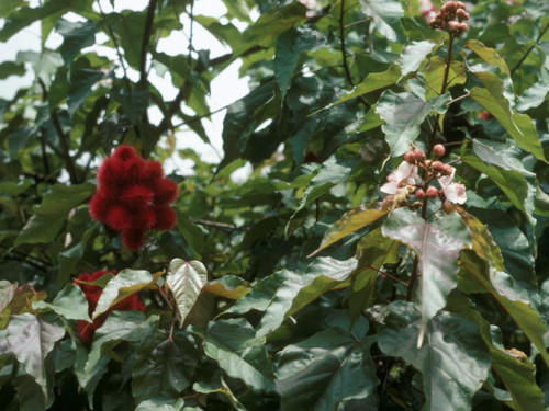 Achiote